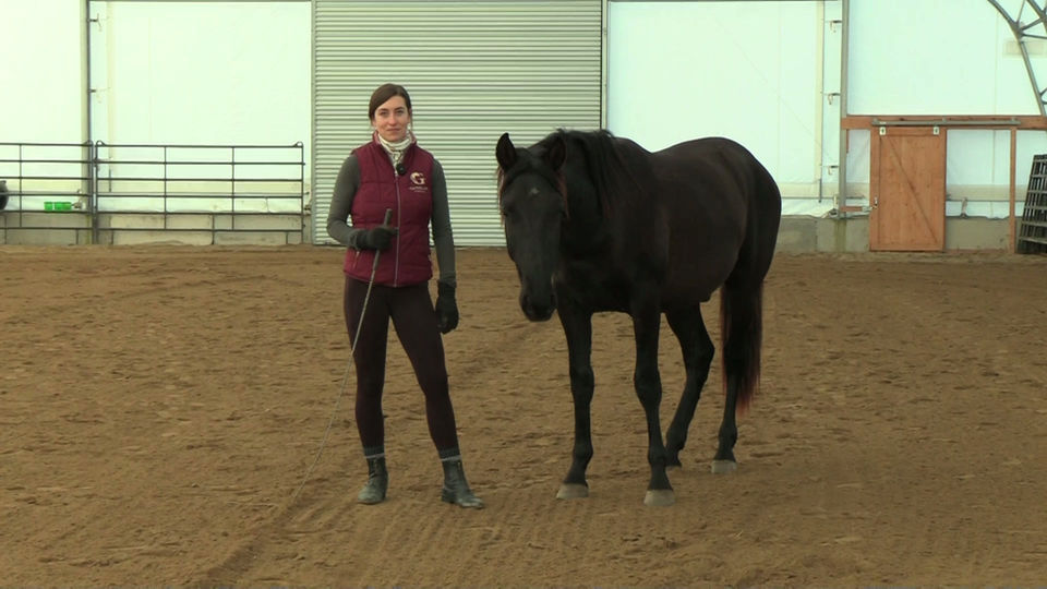 Building the Canter at the Shoulder